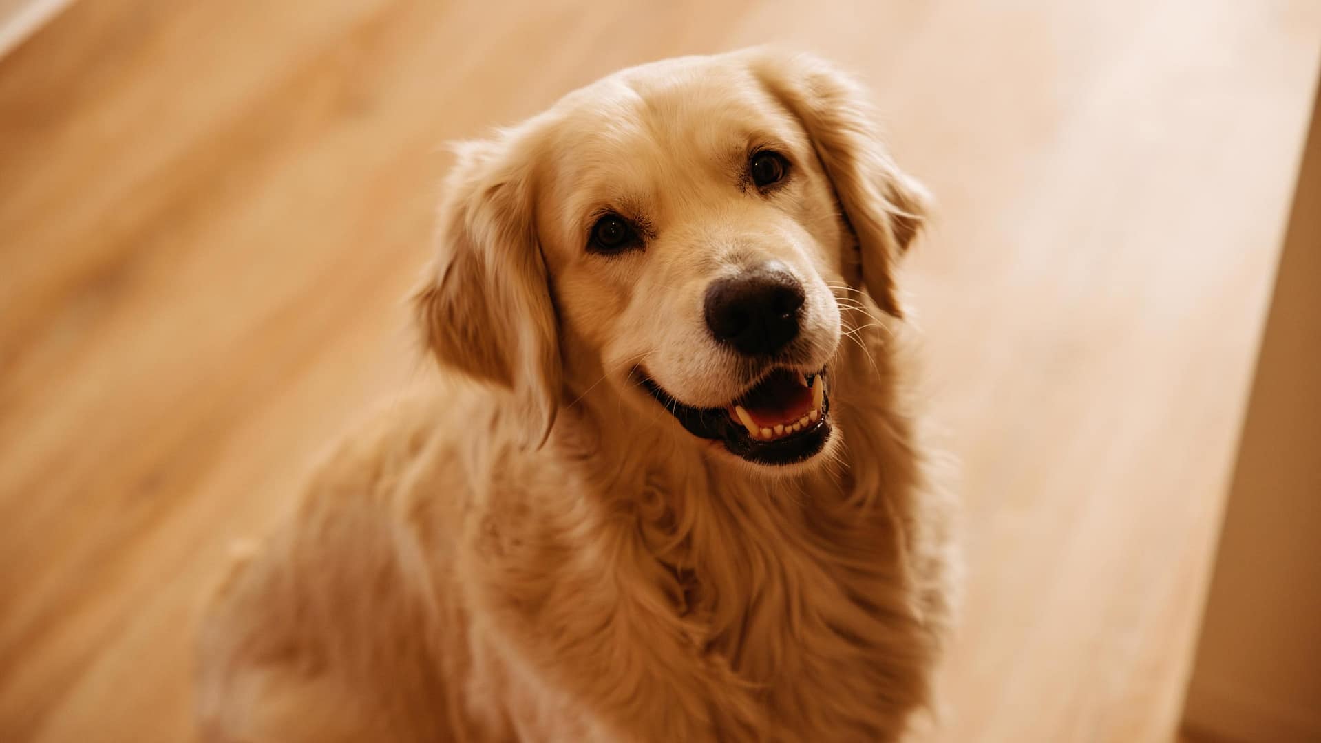 Kanzleihund der Kanzlei van Heiden Ein freundlicher Golden Retriever, der Kanzleihund der Kanzlei van Heiden, sitzt aufmerksam auf einem hellen Holzboden.